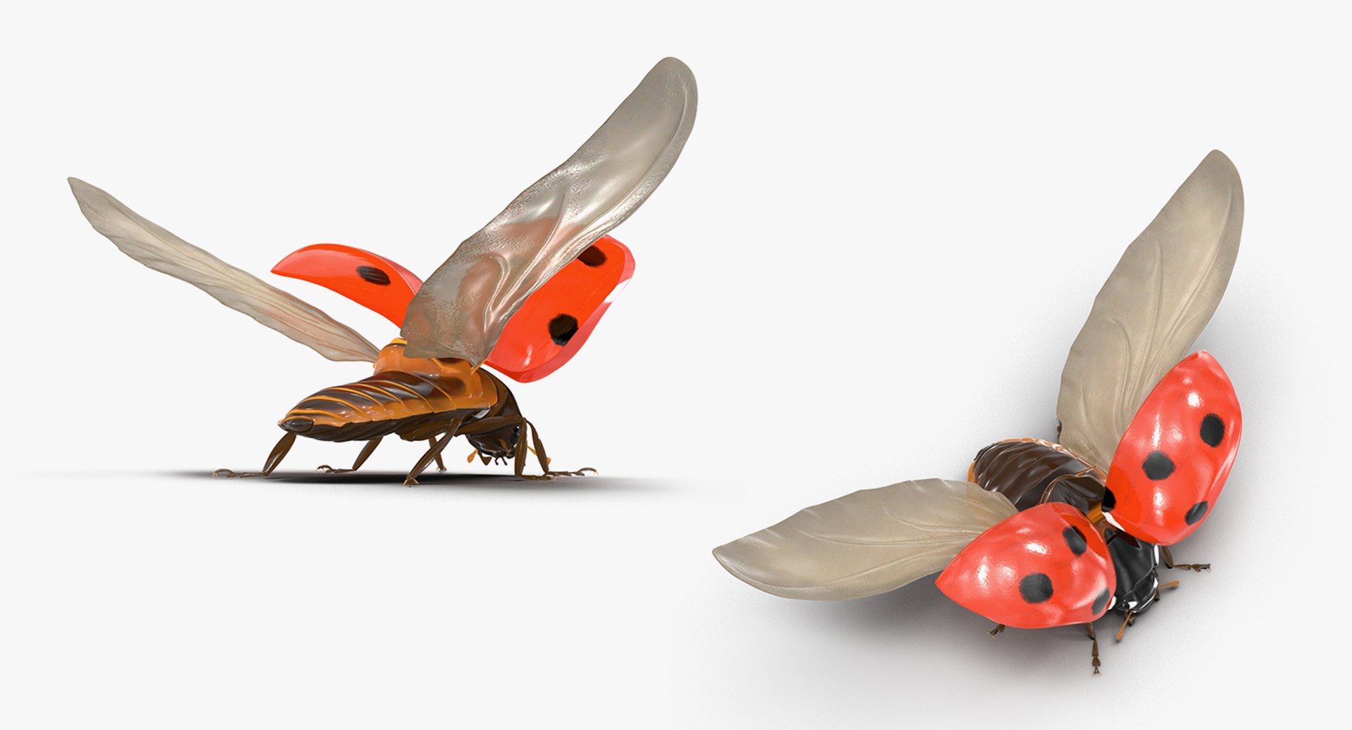 3D Flying Insects Collection 6 https://p.turbosquid.com/ts-thumb/Id/bH3D24/LP/flyinginsectscollection63dsmodel043/jpg/1682488237/1920x1080/fit_q87/6d5d6b03fb692ea2c128fb8e6aa0e8ed610e691f/flyinginsectscollection63dsmodel043.jpg