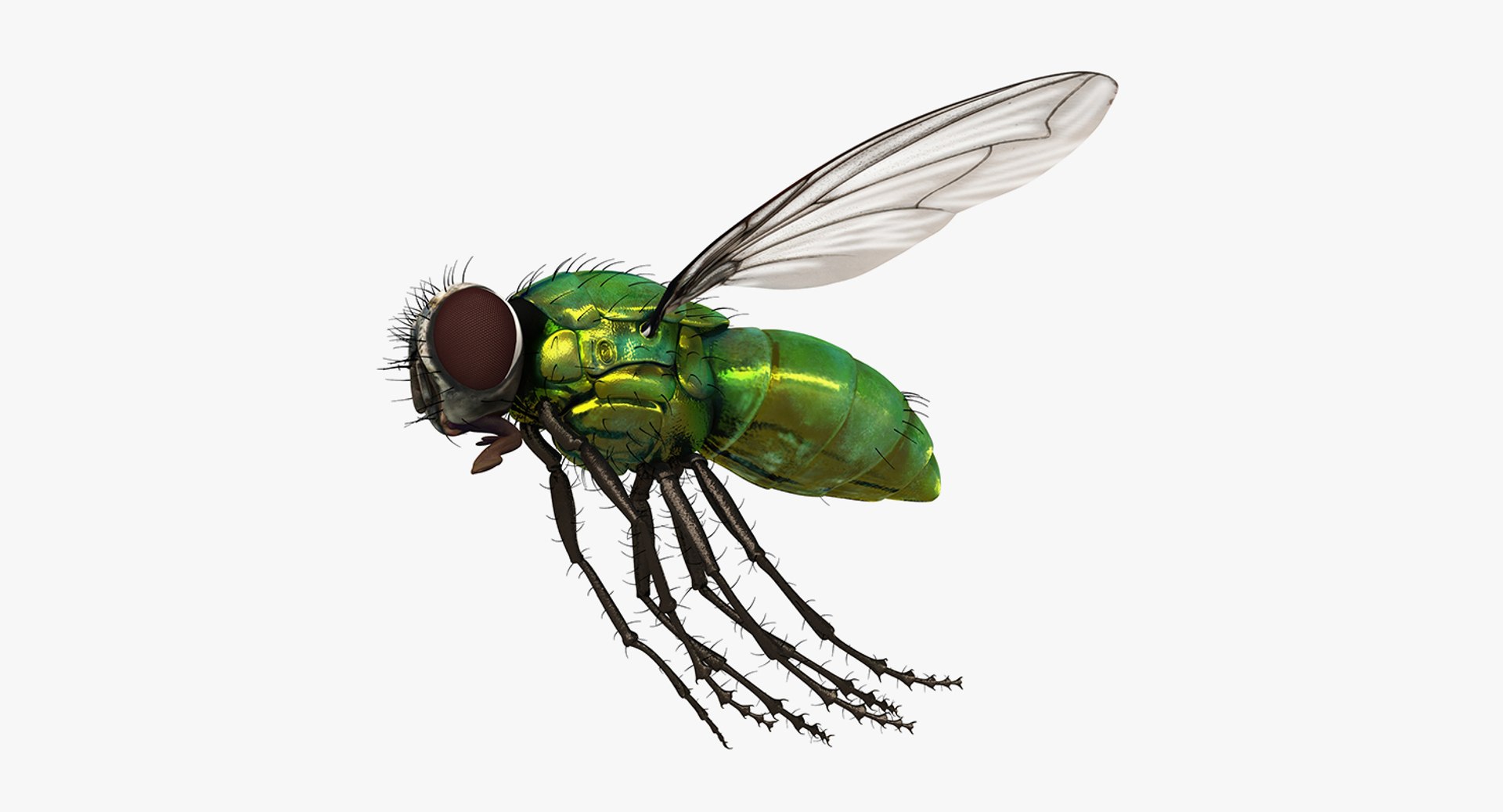 3D Flying Insects Collection 6 https://p.turbosquid.com/ts-thumb/Id/bH3D24/Rr/flyinginsectscollection63dsmodel088/jpg/1682488384/1920x1080/fit_q87/925128b7d050c0cb0b51569f1ad87bcab37db2ca/flyinginsectscollection63dsmodel088.jpg