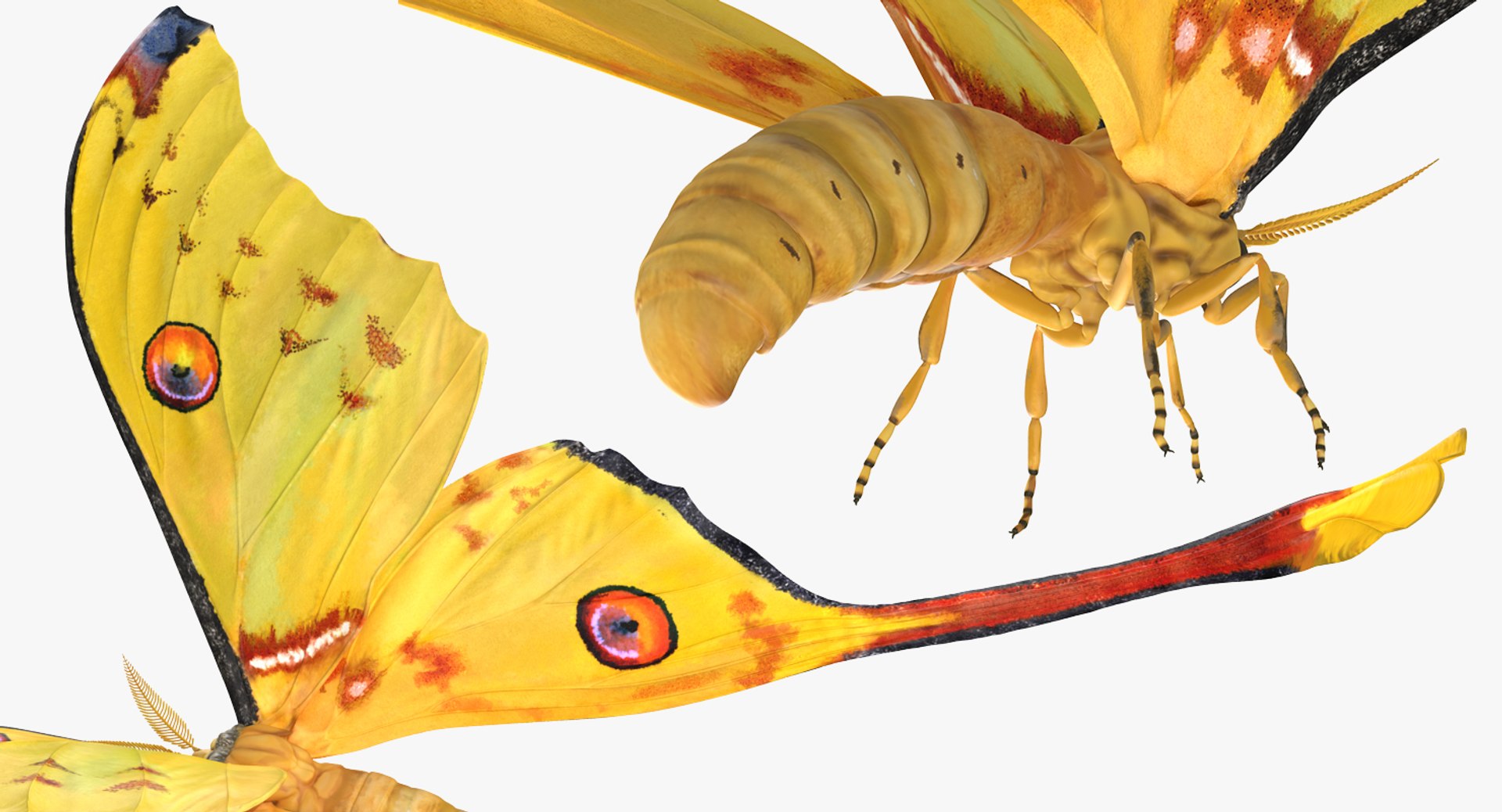 3D Flying Insects Collection 6 https://p.turbosquid.com/ts-thumb/Id/bH3D24/Sh/flyinginsectscollection63dsmodel078/jpg/1682488353/1920x1080/fit_q87/cb788d84939347be9a317817832d94eaf3351f38/flyinginsectscollection63dsmodel078.jpg