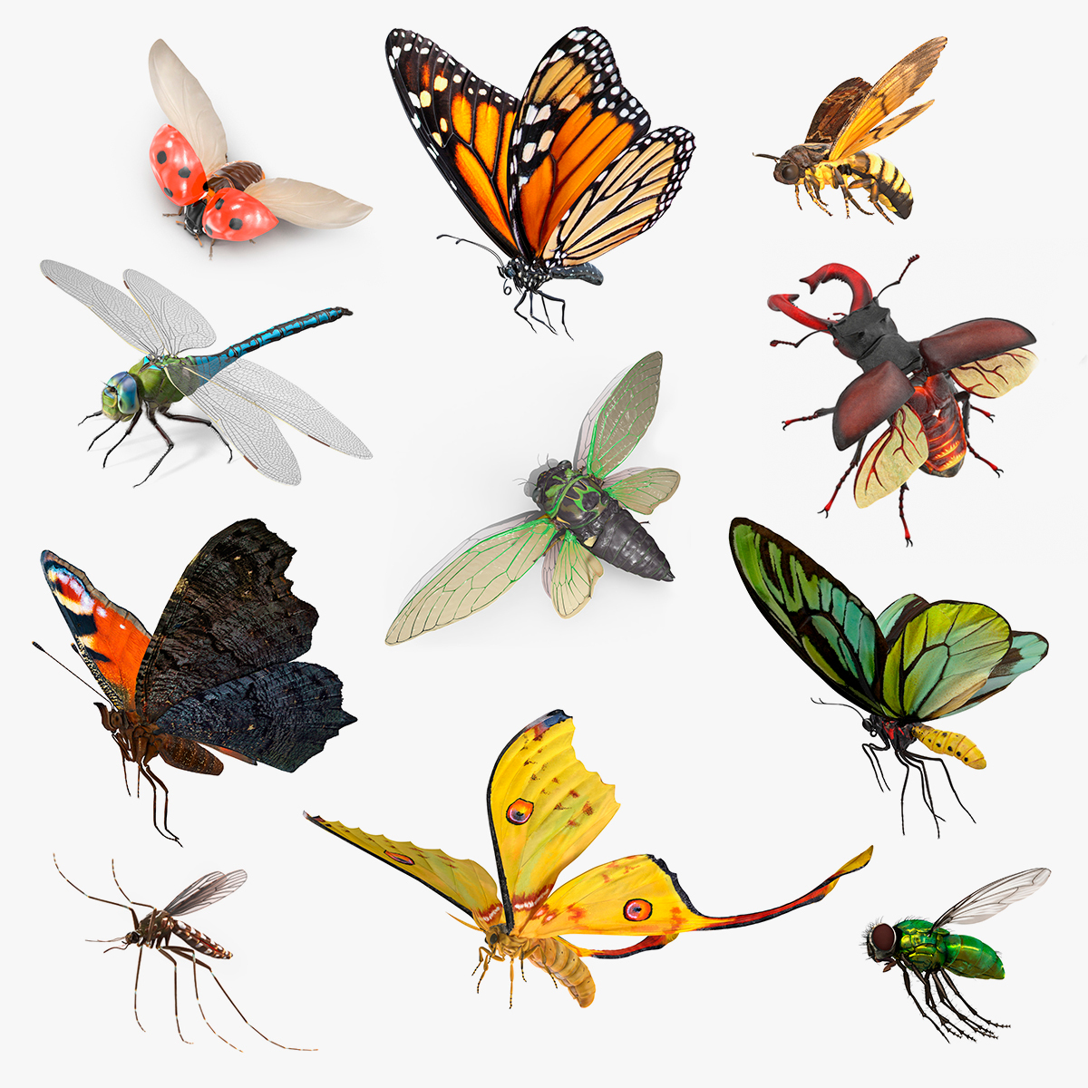 modelo 3d Colección de insectos voladores 6 - TurboSquid 2062384