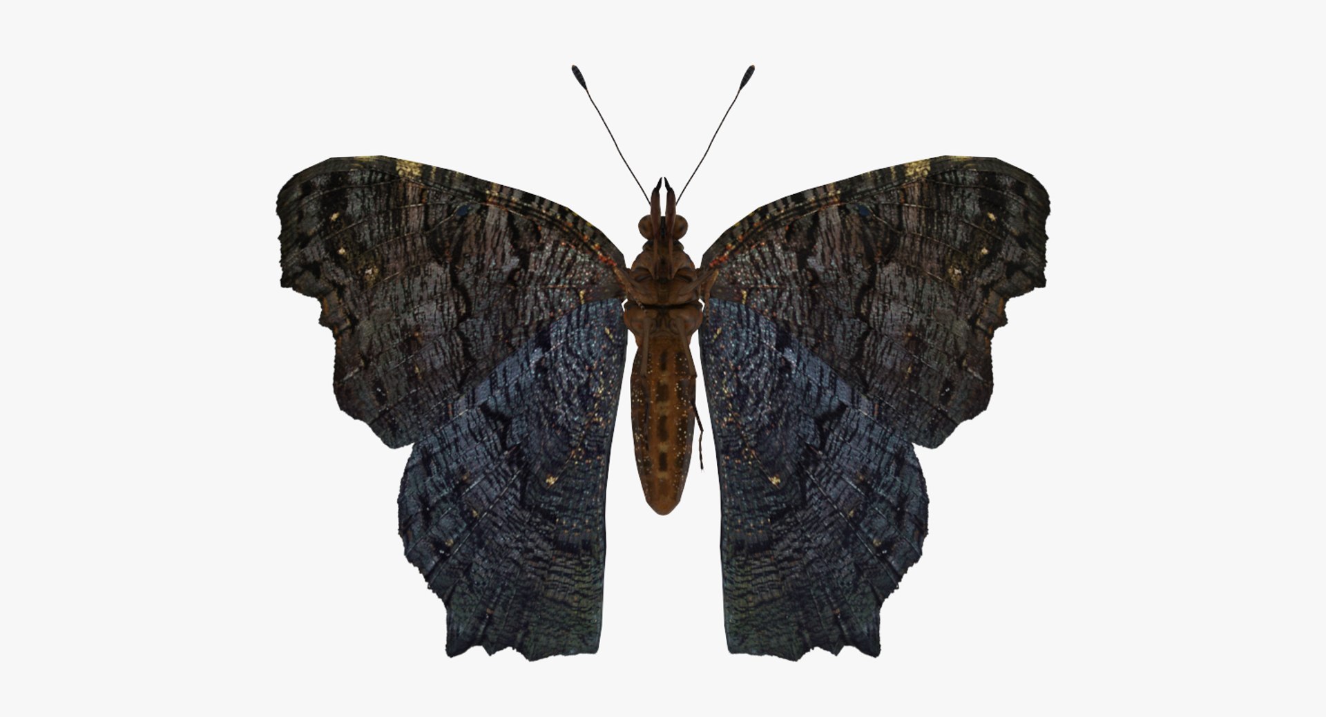 3D Flying Insects Collection 6 https://p.turbosquid.com/ts-thumb/Id/bH3D24/ak/flyinginsectscollection63dsmodel049/jpg/1682488256/1920x1080/fit_q87/50d9f615259986b0daebaefa98970a74fc3f8acd/flyinginsectscollection63dsmodel049.jpg