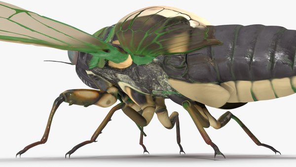 modelo 3d Colección de insectos voladores 6 - TurboSquid 2062384