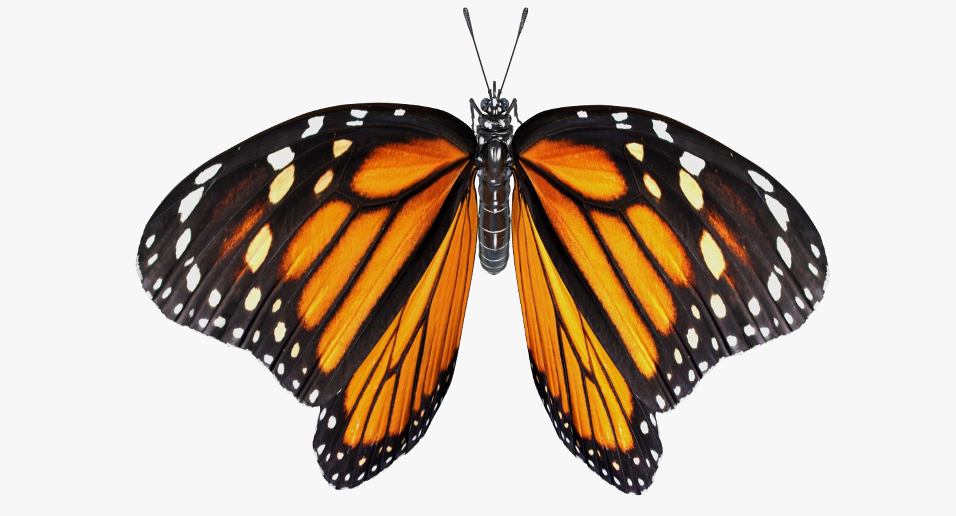 3D Flying Insects Collection 6 https://p.turbosquid.com/ts-thumb/Id/bH3D24/xR/flyinginsectscollection63dsmodel066/jpg/1682488315/1920x1080/fit_q87/54d1007da2fce6867b4ea39d13e895fc243c39e8/flyinginsectscollection63dsmodel066.jpg