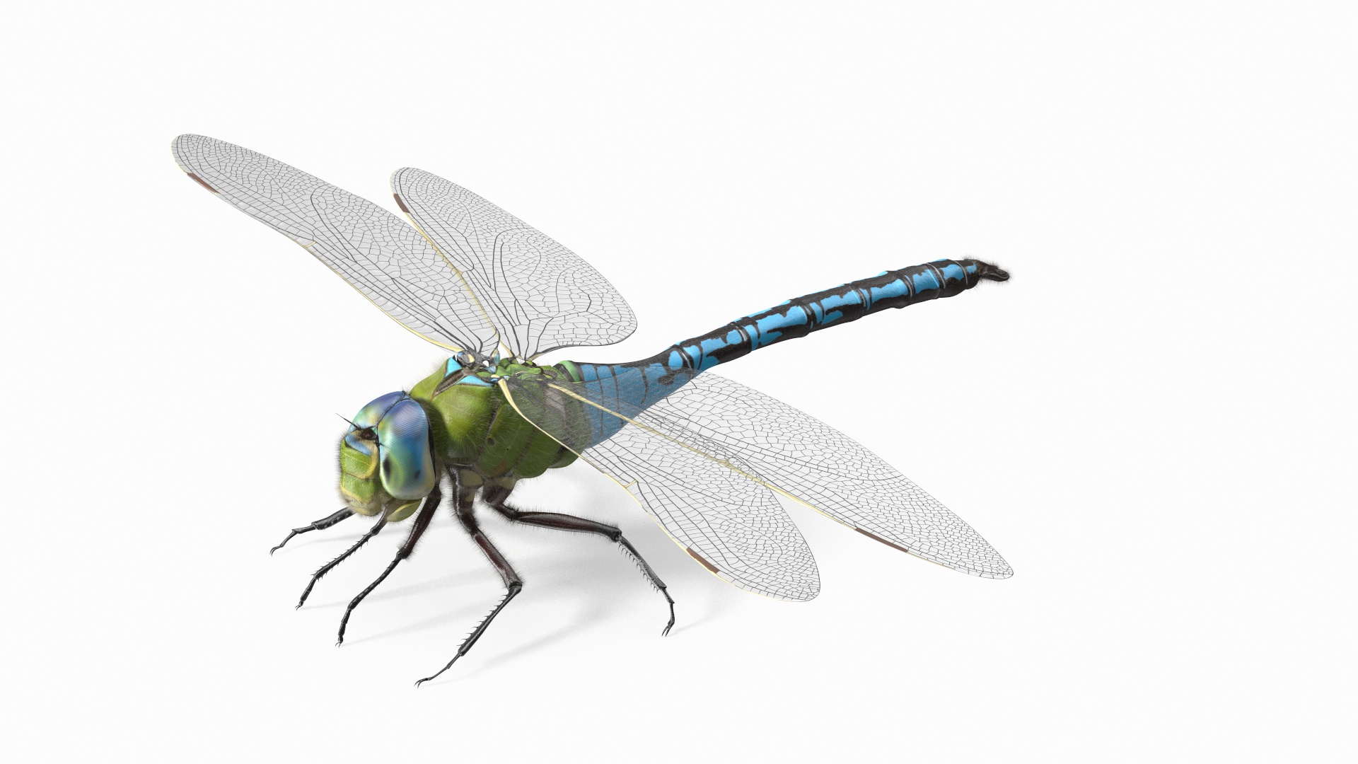 3D Flying Insects Collection 6 https://p.turbosquid.com/ts-thumb/Id/bH3D24/yT/dragonfly_fur_360/jpg/1682487481/1920x1080/turn_fit_q99/a88ea42e72b31f9b9b9d5630e7a0072c1c397c48/dragonfly_fur_360-1.jpg