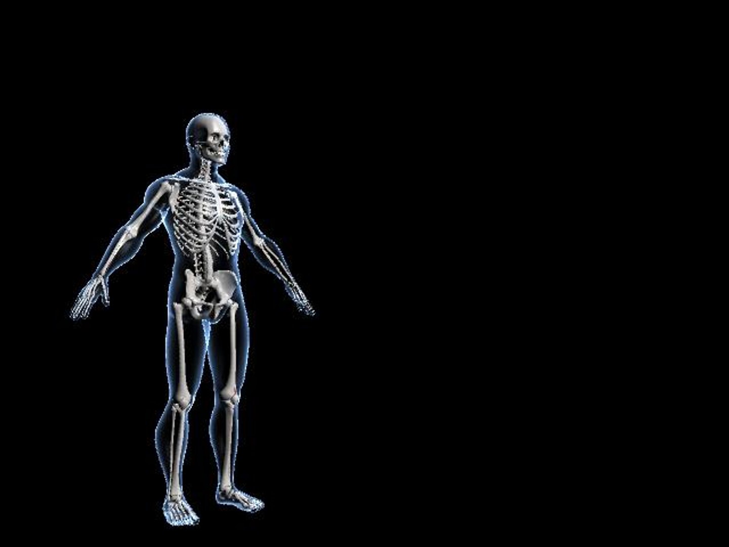 human skeleton obj https://p.turbosquid.com/ts-thumb/Id/exhW74/IH8aAi1x/prova/jpg/1474668878/1920x1080/fit_q87/f8901758ebb5690022c6ee2c23026dce6c4a546f/prova.jpg