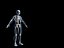 human skeleton obj