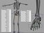 human skeleton obj