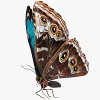 Animated Morpho Peleides Butterfly Flies Rigged for Maya