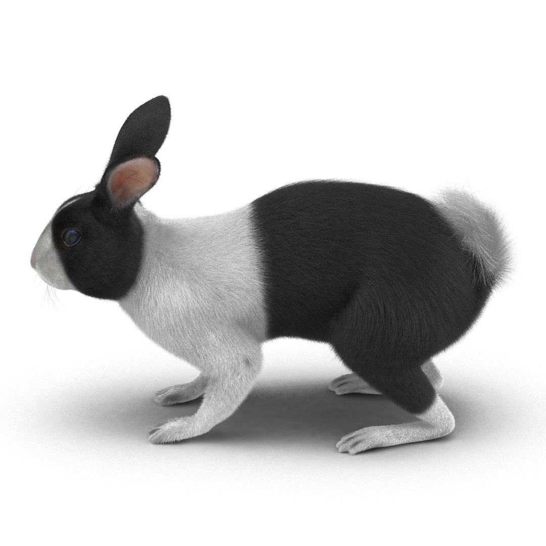3d black rabbit rigged model