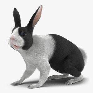 3d black rabbit rigged model