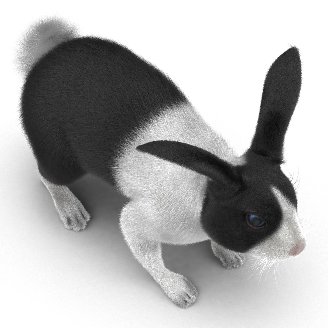 3d black rabbit rigged model