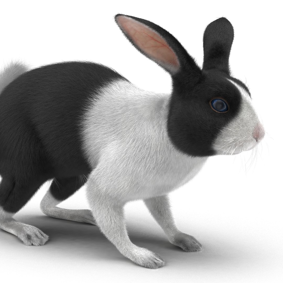 3d black rabbit rigged model