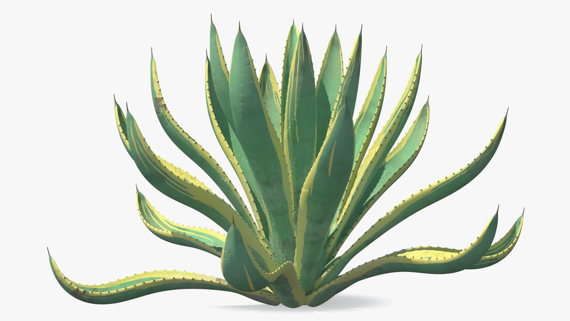 plants 2 3D model https://p.turbosquid.com/ts-thumb/Id/x6R9Fv/2QRfgHn3/plantscollection2vray3dmodel003/jpg/1590239954/1920x1080/fit_q87/3a39f8aeefe1576df1957cff54e23d0f823620fa/plantscollection2vray3dmodel003.jpg