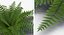 Colección de plantas 2
