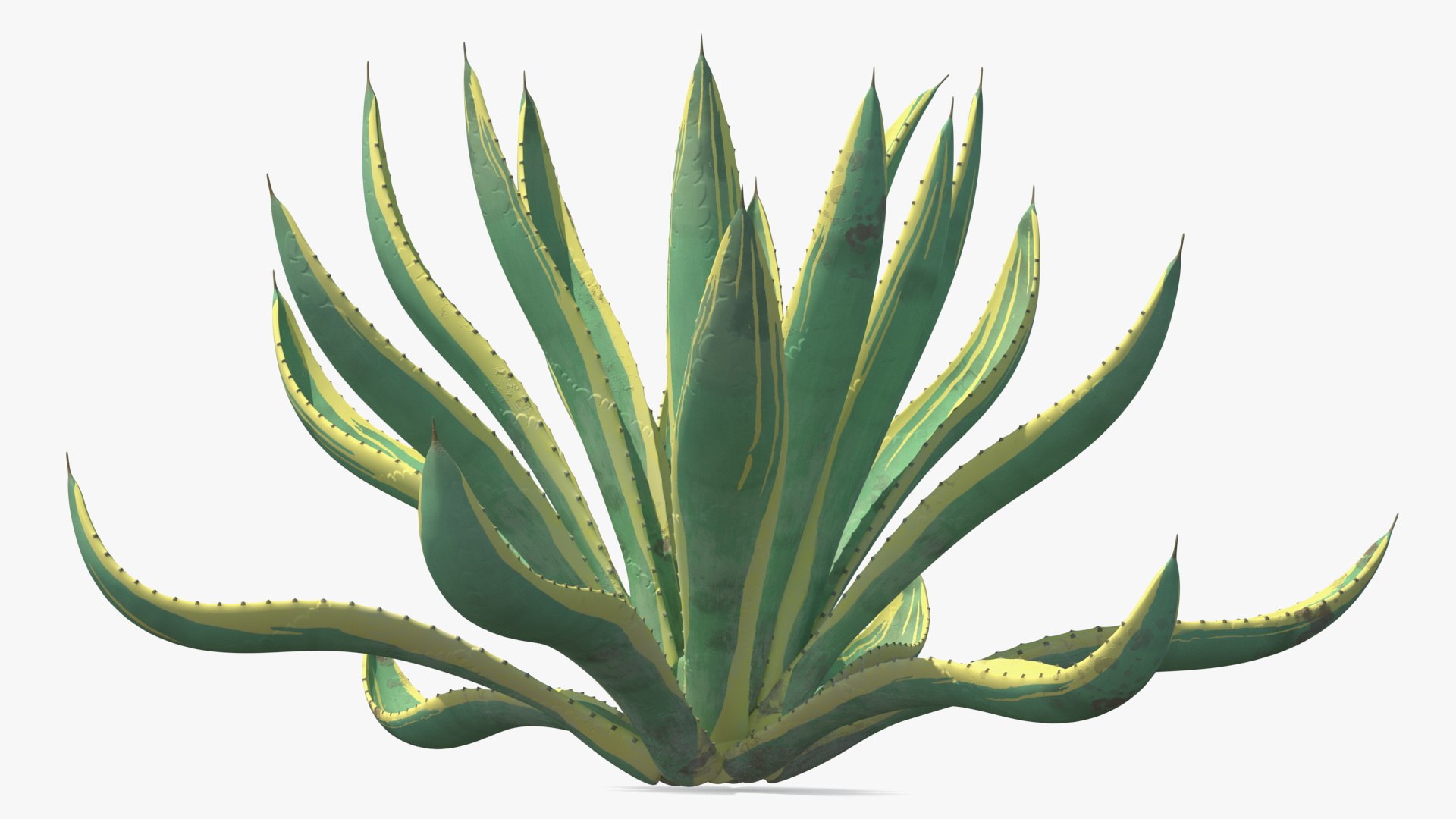 plants 2 3D model https://p.turbosquid.com/ts-thumb/Id/x6R9Fv/6Z9N4OsU/plantscollection2vray3dmodel007/jpg/1590239989/1920x1080/fit_q87/af6e5ff94d72c94c1d42dfe8cce3987541f04a5d/plantscollection2vray3dmodel007.jpg