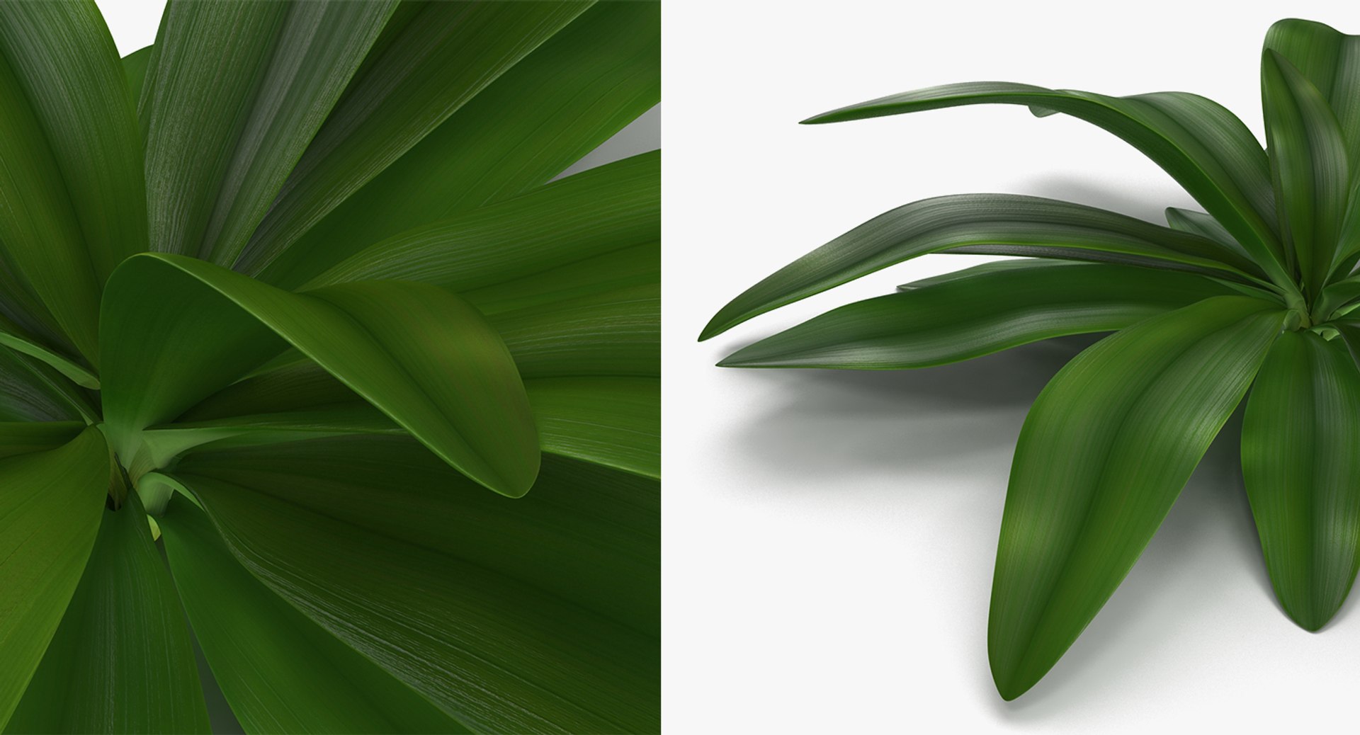 plants 2 3D model https://p.turbosquid.com/ts-thumb/Id/x6R9Fv/AiQV1WiU/plantscollection2vray3dmodel017/jpg/1590240106/1920x1080/fit_q87/103b560198517d04367bb7712930a1d457d4cd6f/plantscollection2vray3dmodel017.jpg
