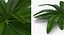 Colección de plantas 2