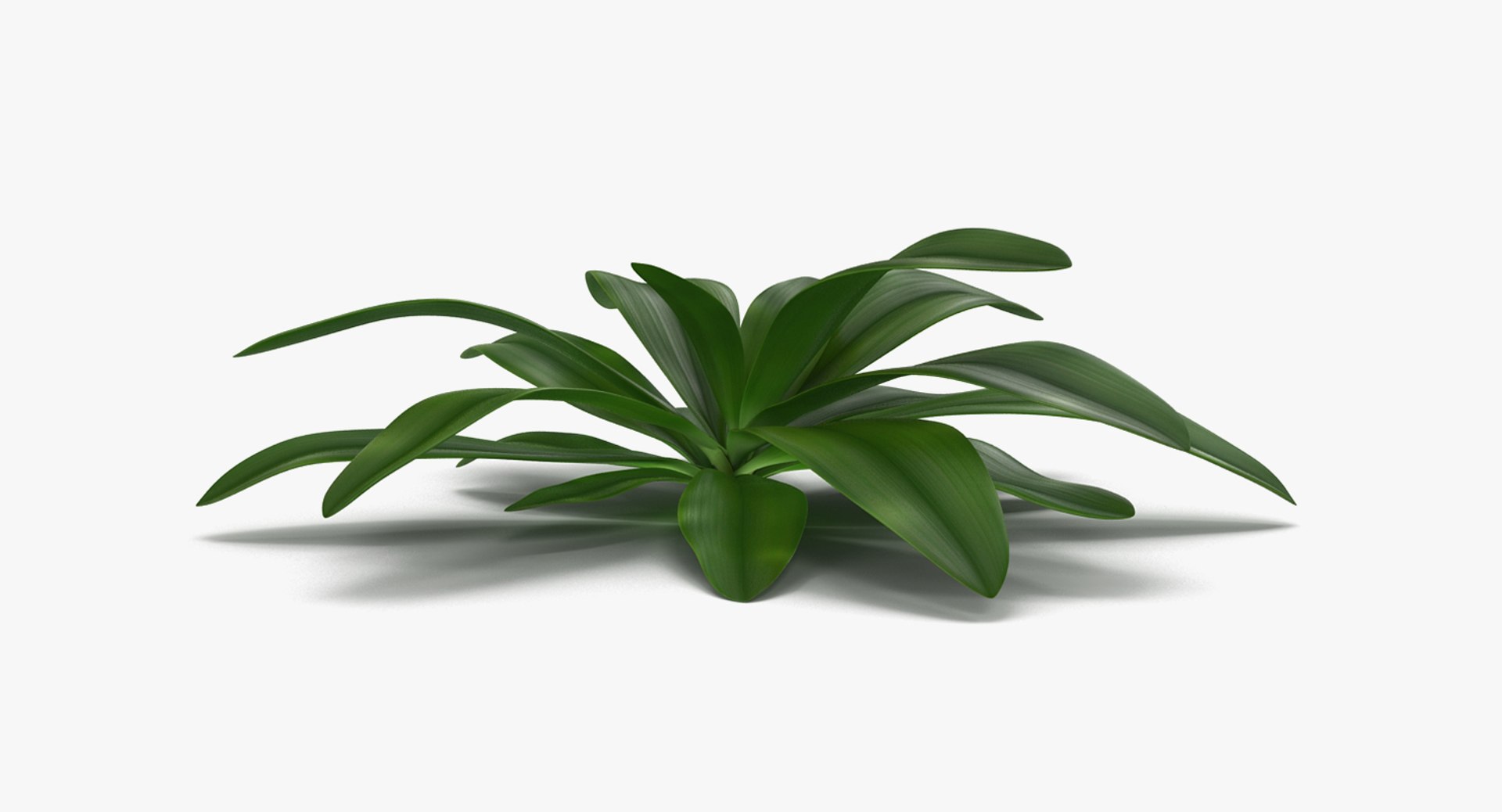 plants 2 3D model https://p.turbosquid.com/ts-thumb/Id/x6R9Fv/AlDV76Gd/plantscollection2vray3dmodel016/jpg/1590240098/1920x1080/fit_q87/98c4546751c68f0fd0bca5a6b67526f629715a62/plantscollection2vray3dmodel016.jpg