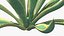 Colección de plantas 2