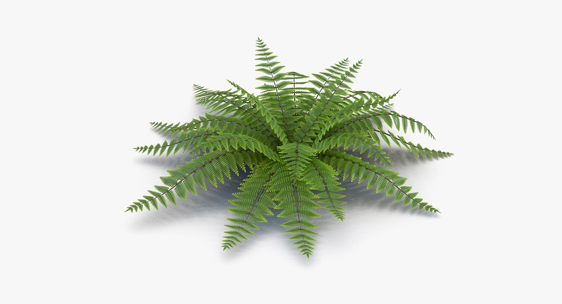 plants 2 3D model https://p.turbosquid.com/ts-thumb/Id/x6R9Fv/J36xxl1w/plantscollection2vray3dmodel012/jpg/1590240051/1920x1080/fit_q87/002f0bb278fe50de35c323d9934911ab1750fc94/plantscollection2vray3dmodel012.jpg