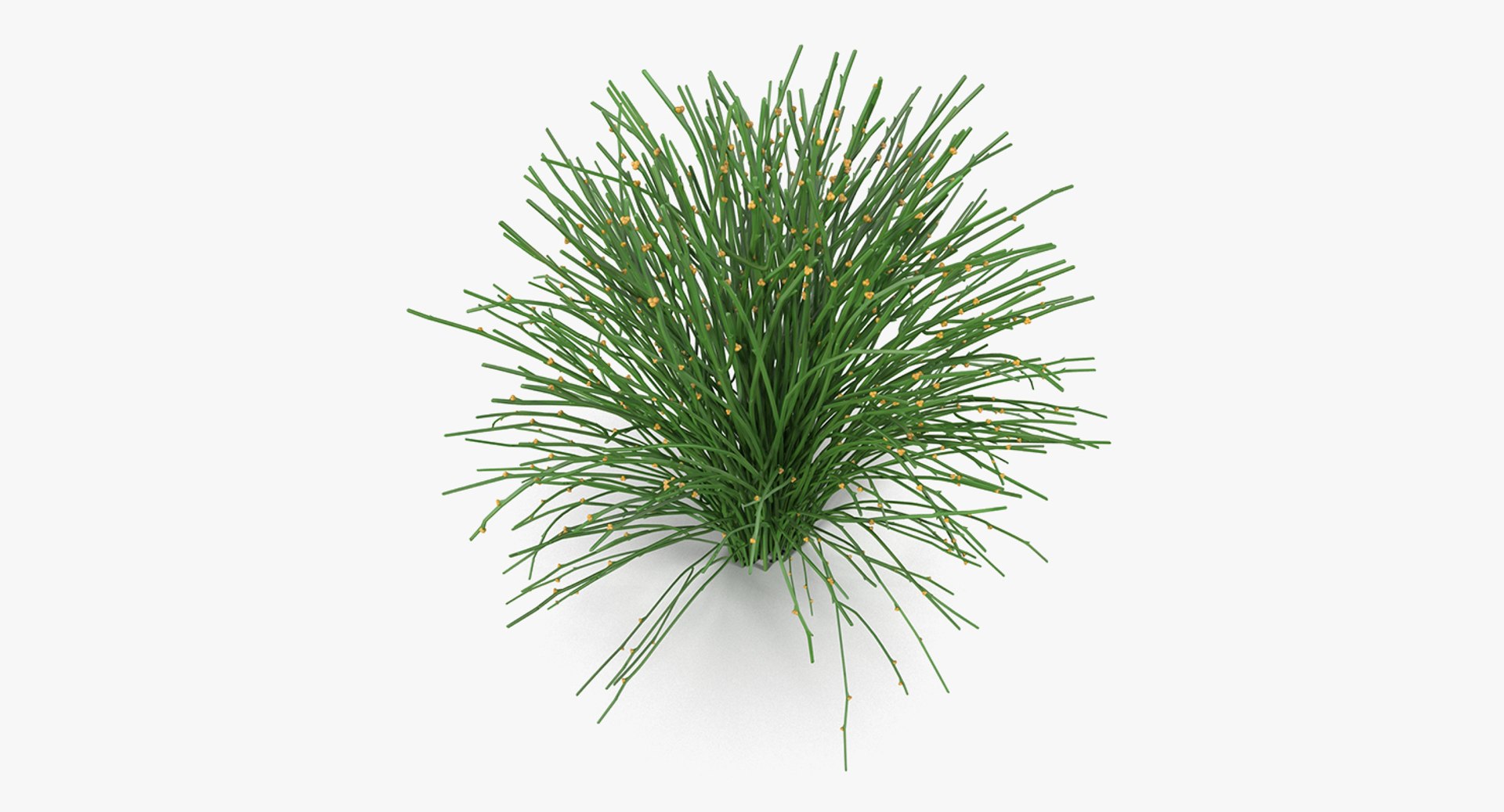 plants 2 3D model https://p.turbosquid.com/ts-thumb/Id/x6R9Fv/NTZOoNwM/plantscollection2vray3dmodel020/jpg/1590240132/1920x1080/fit_q87/df2ae575775ba01fcceeae364cb1f7ad6d06b569/plantscollection2vray3dmodel020.jpg
