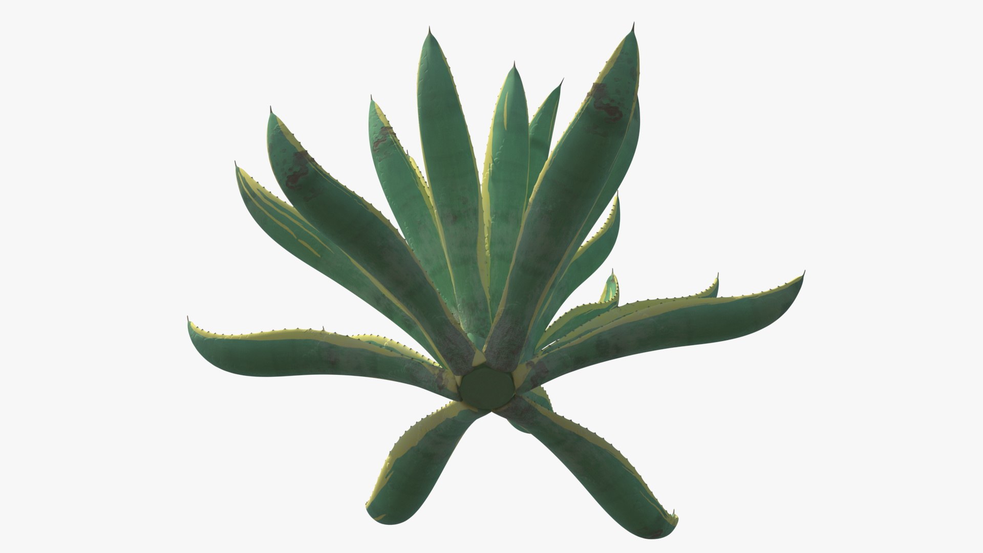 plants 2 3D model https://p.turbosquid.com/ts-thumb/Id/x6R9Fv/ffT4opXg/plantscollection2vray3dmodel011/jpg/1590240039/1920x1080/fit_q87/802fe6fe56e520e86f1e51dac27773221ddf3d3e/plantscollection2vray3dmodel011.jpg