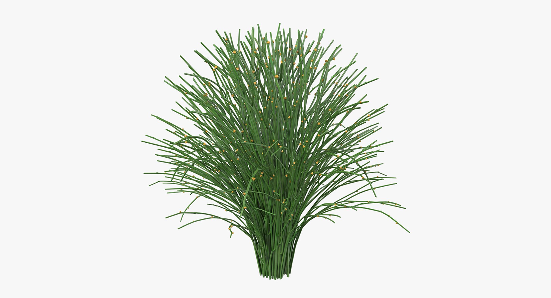 plants 2 3D model https://p.turbosquid.com/ts-thumb/Id/x6R9Fv/ihL8YhZV/plantscollection2vray3dmodel018/jpg/1590240115/1920x1080/fit_q87/cb01ce57608562e9828d8089a688b2cab2b39bb4/plantscollection2vray3dmodel018.jpg