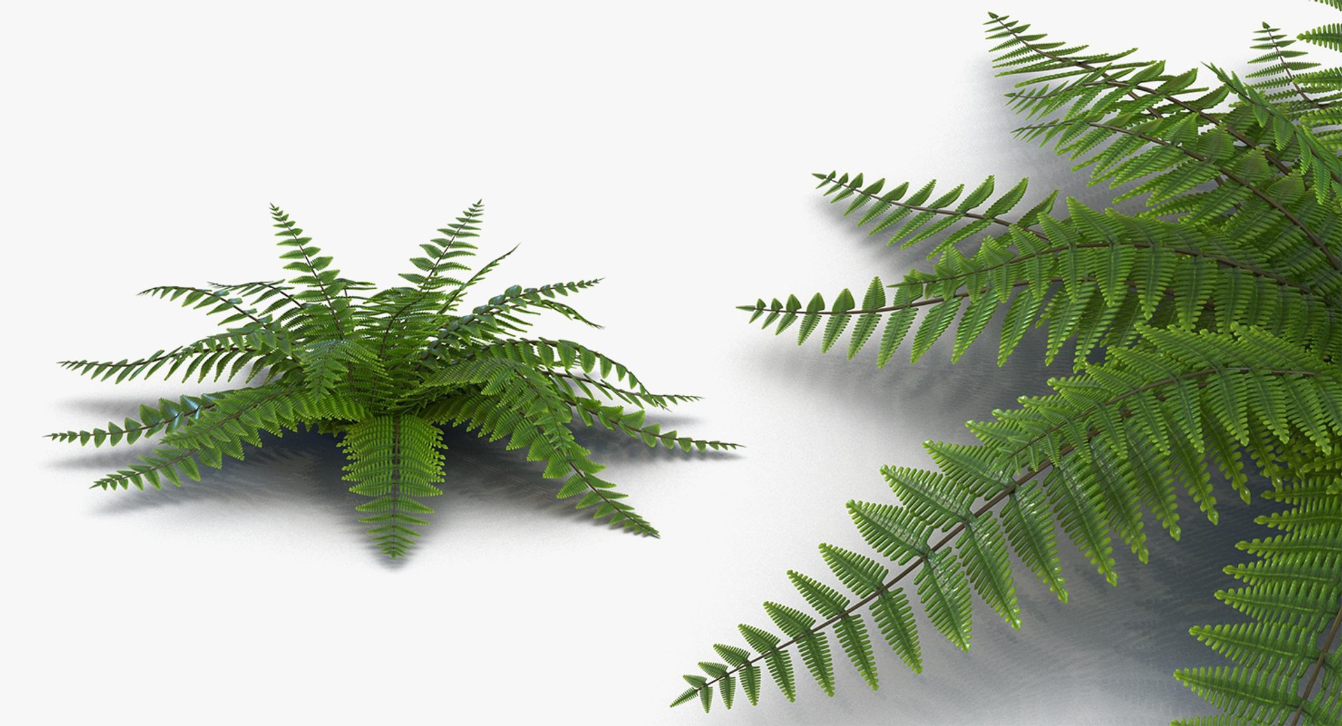 plants 2 3D model https://p.turbosquid.com/ts-thumb/Id/x6R9Fv/qlUEKfZ9/plantscollection2vray3dmodel013/jpg/1590240059/1920x1080/fit_q87/9e199967e80076f7474d64a20aefd5fa8acc4a50/plantscollection2vray3dmodel013.jpg