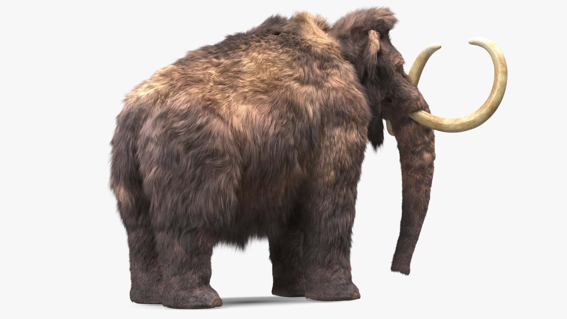 Mammoth Adult Fur Rigged 3D model https://p.turbosquid.com/ts-thumb/Id/xrS4H1/2D/mammothadultfurriggedc4dmodel014/jpg/1635199464/1920x1080/fit_q87/3caf5a9a25c3d5c20c42f537ad224be6bf94d32f/mammothadultfurriggedc4dmodel014.jpg