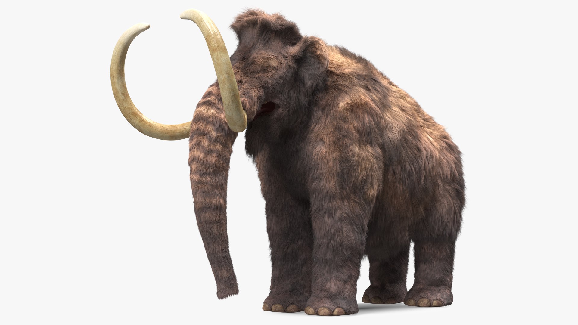Mammoth Adult Fur Rigged 3D model preview