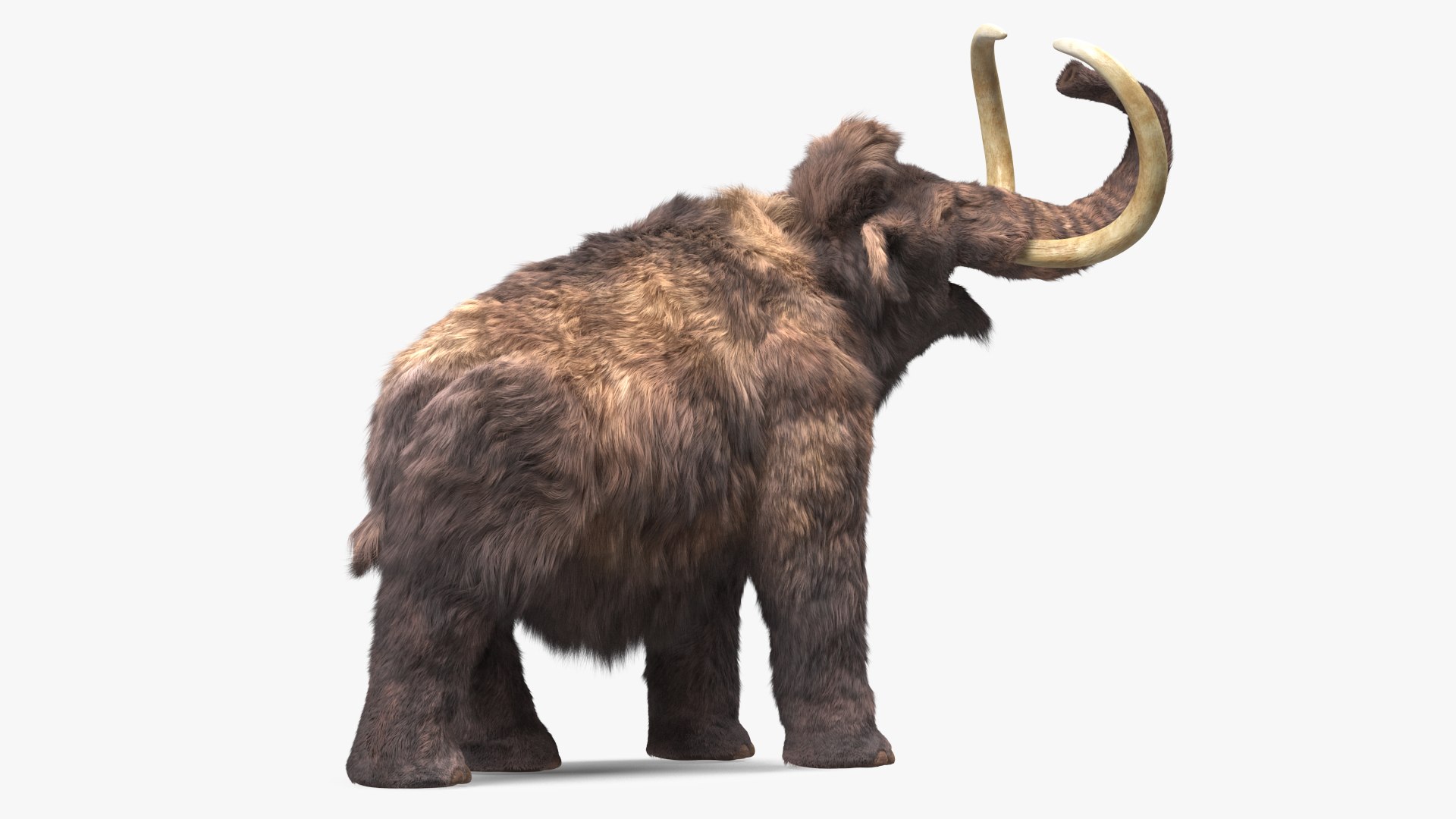 Mammoth Adult Fur Rigged 3D model https://p.turbosquid.com/ts-thumb/Id/xrS4H1/HE/mammothadultfurriggedc4dmodel016/jpg/1635199469/1920x1080/fit_q87/cebc21d686594d4d66ec87e5057a069113a073bd/mammothadultfurriggedc4dmodel016.jpg