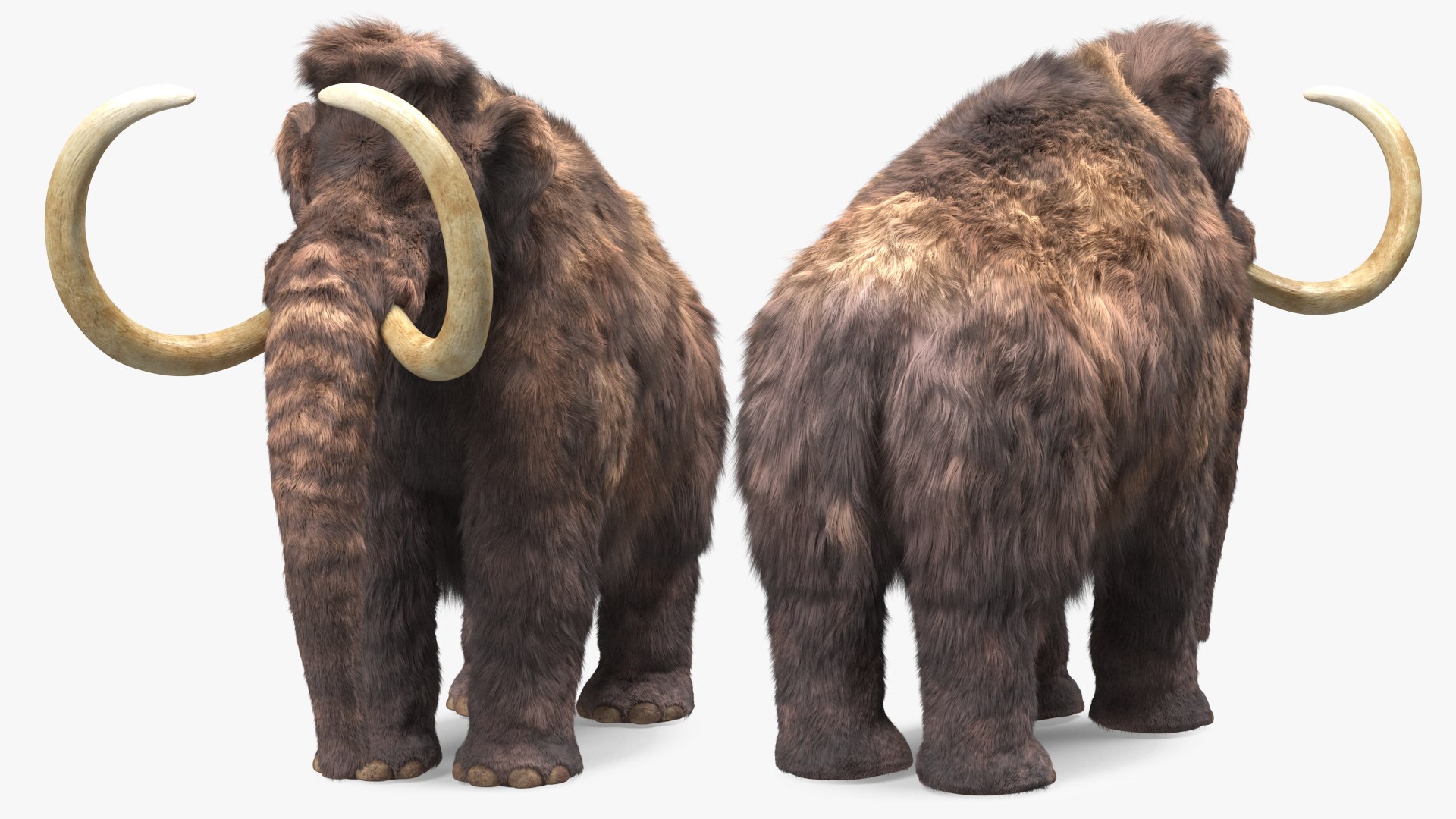 Mammoth Adult Fur Rigged 3D model https://p.turbosquid.com/ts-thumb/Id/xrS4H1/IX/mammothadultfurriggedc4dmodel017/jpg/1635199472/1920x1080/fit_q87/1d238e8af2af9cdeea98f7018b44b8c468d6acba/mammothadultfurriggedc4dmodel017.jpg