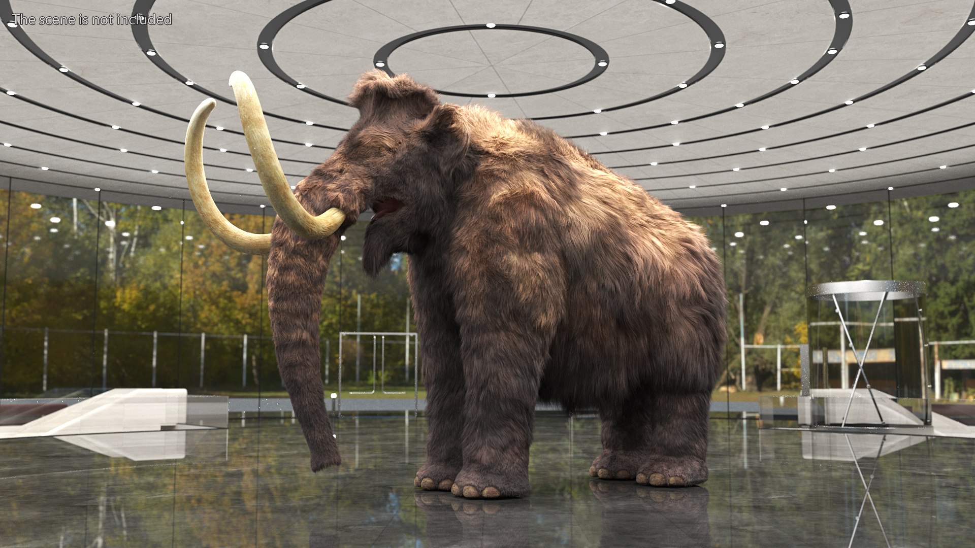 Mammoth Adult Fur Rigged 3D model https://p.turbosquid.com/ts-thumb/Id/xrS4H1/J0/mammothadultfurriggedc4dmodel002/jpg/1635199427/1920x1080/fit_q87/42a14642ac7cfa4b335fb370baed98b87ca4a99c/mammothadultfurriggedc4dmodel002.jpg
