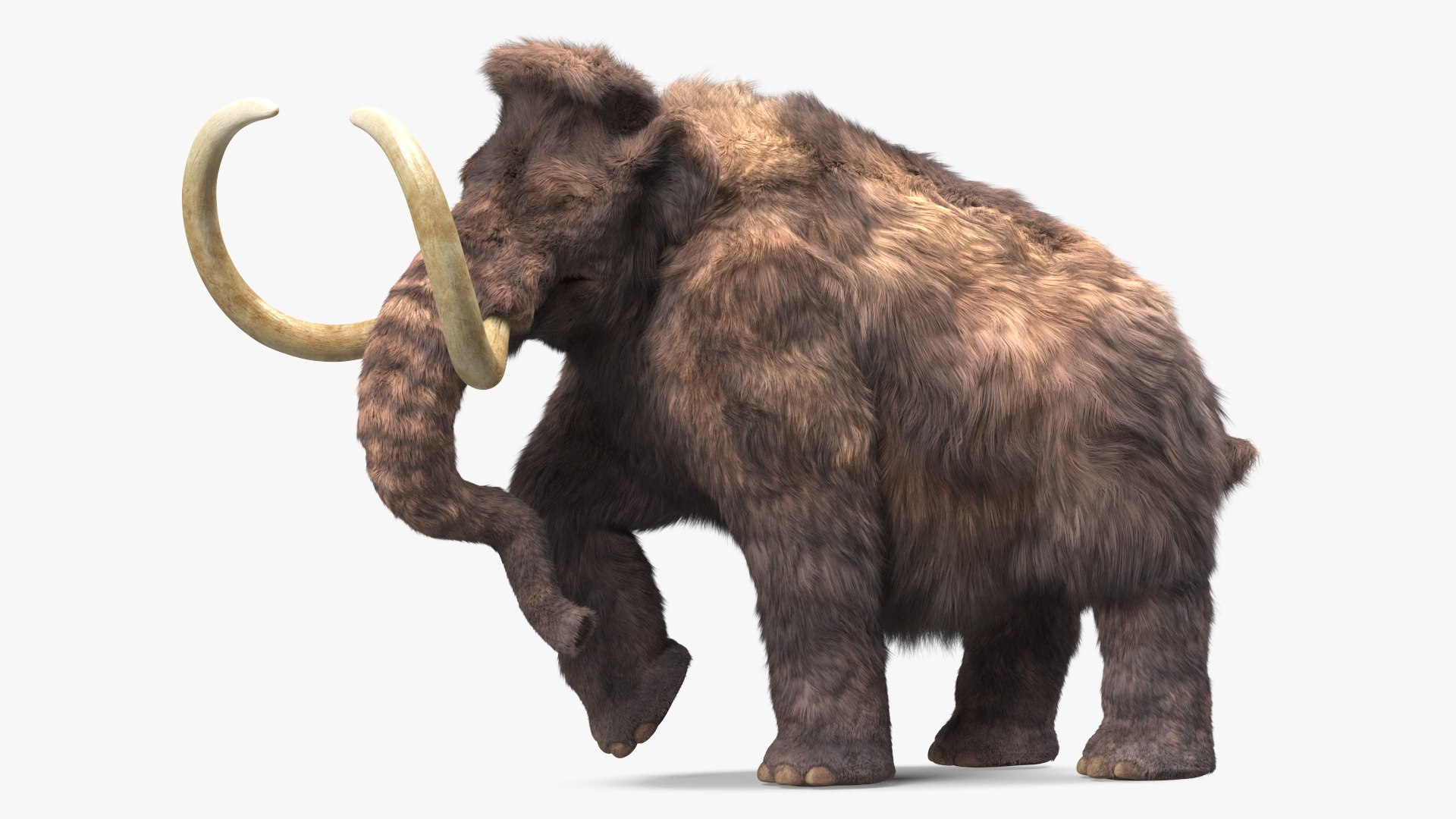 Mammoth Adult Fur Rigged 3D model https://p.turbosquid.com/ts-thumb/Id/xrS4H1/Nk/mammothadultfurriggedc4dmodel012/jpg/1635199458/1920x1080/fit_q87/a6b41db2bf77eb2d9483120ebdeb927ee6044475/mammothadultfurriggedc4dmodel012.jpg