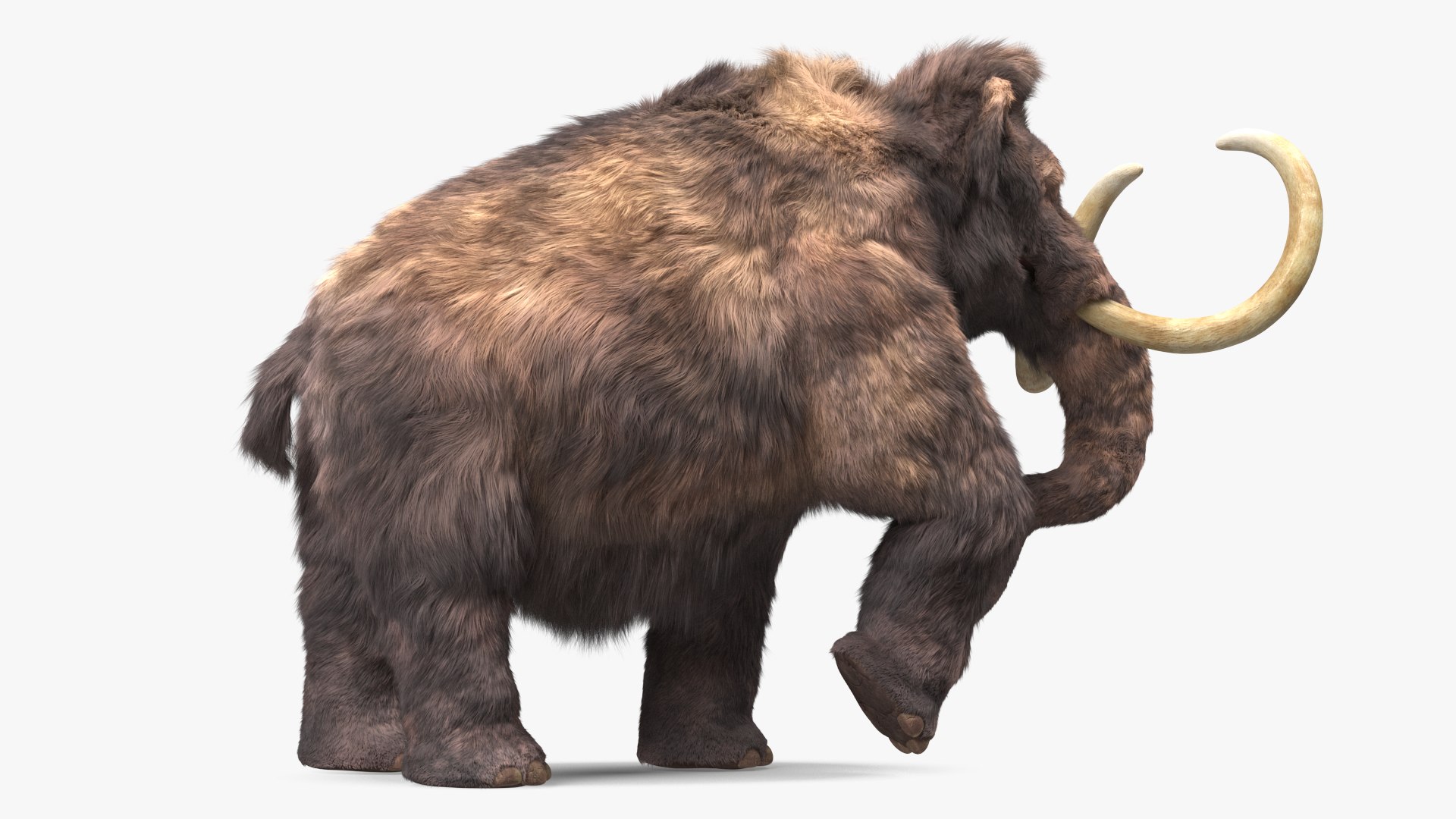 Mammoth Adult Fur Rigged 3D model https://p.turbosquid.com/ts-thumb/Id/xrS4H1/SA/mammothadultfurriggedc4dmodel015/jpg/1635199467/1920x1080/fit_q87/7d5c4e2ae4400cff039f4752129c643180c12270/mammothadultfurriggedc4dmodel015.jpg