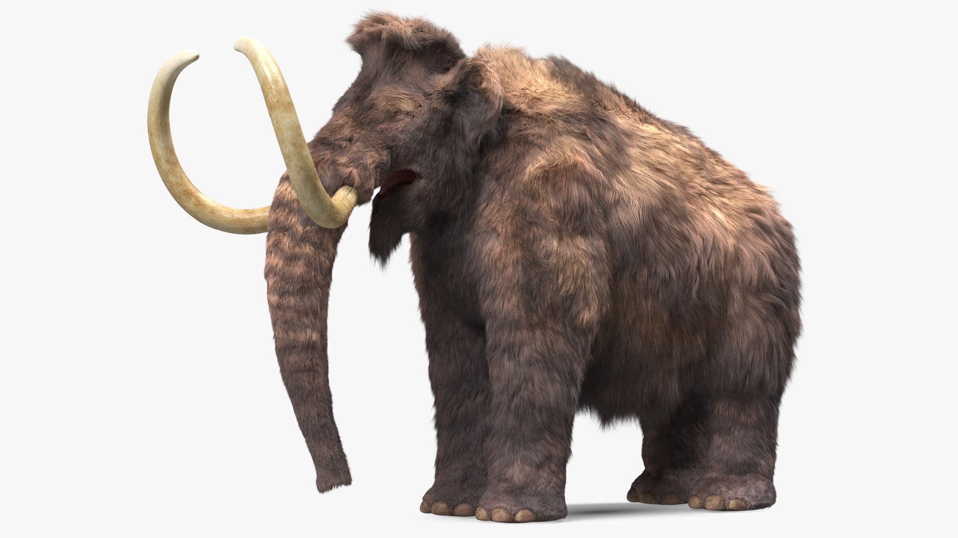 Mammoth Adult Fur Rigged 3D model https://p.turbosquid.com/ts-thumb/Id/xrS4H1/XU/mammothadultfurriggedc4dmodel011/jpg/1635199455/1920x1080/fit_q87/b5f39b4974b5581c213555f925c6eca35927b0f6/mammothadultfurriggedc4dmodel011.jpg