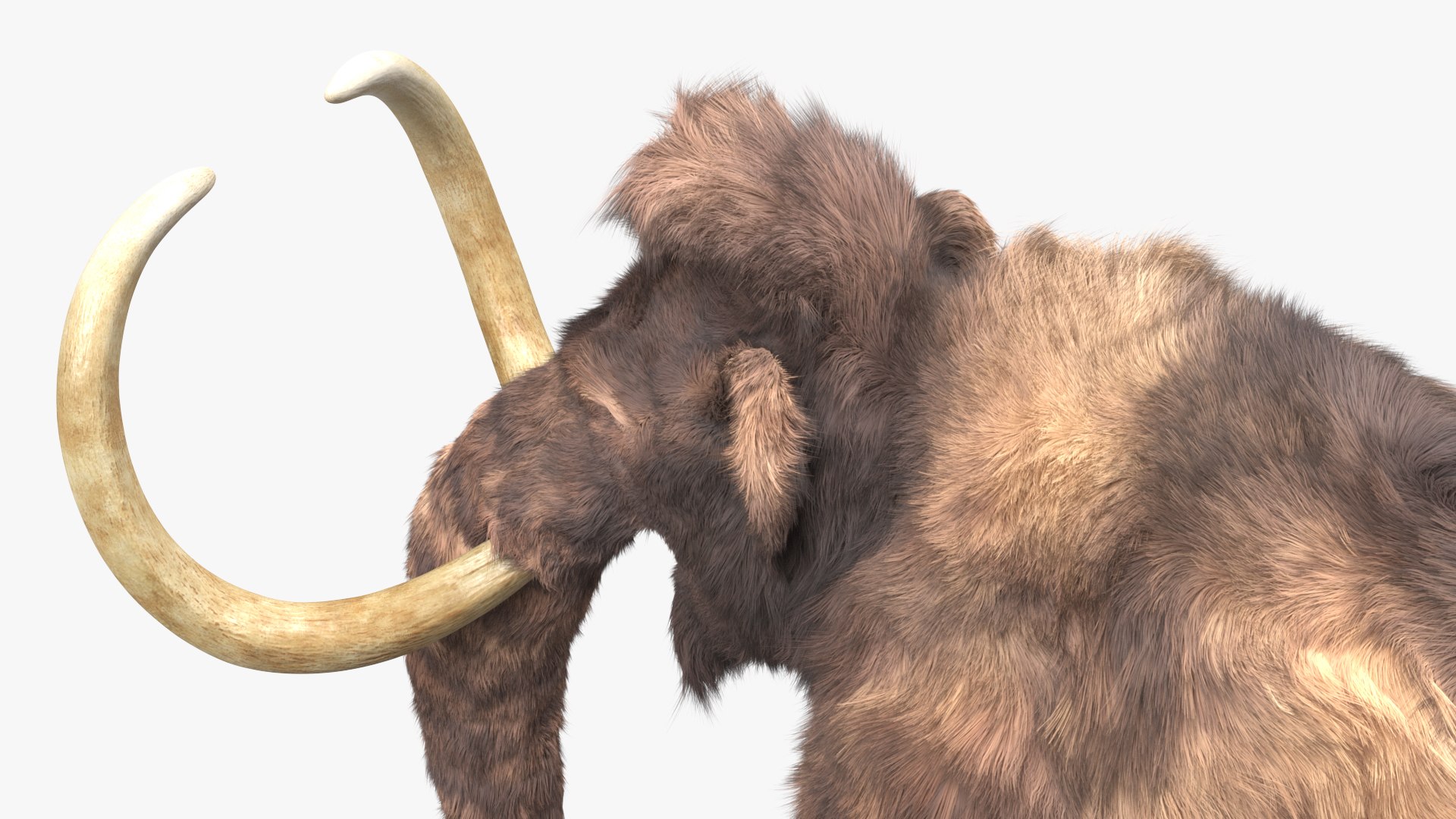 Mammoth Adult Fur Rigged 3D model https://p.turbosquid.com/ts-thumb/Id/xrS4H1/fa/mammothadultfurriggedc4dmodel019/jpg/1635199478/1920x1080/fit_q87/2b63f87f07e5503c5d329e6951d01daf3b7a2973/mammothadultfurriggedc4dmodel019.jpg