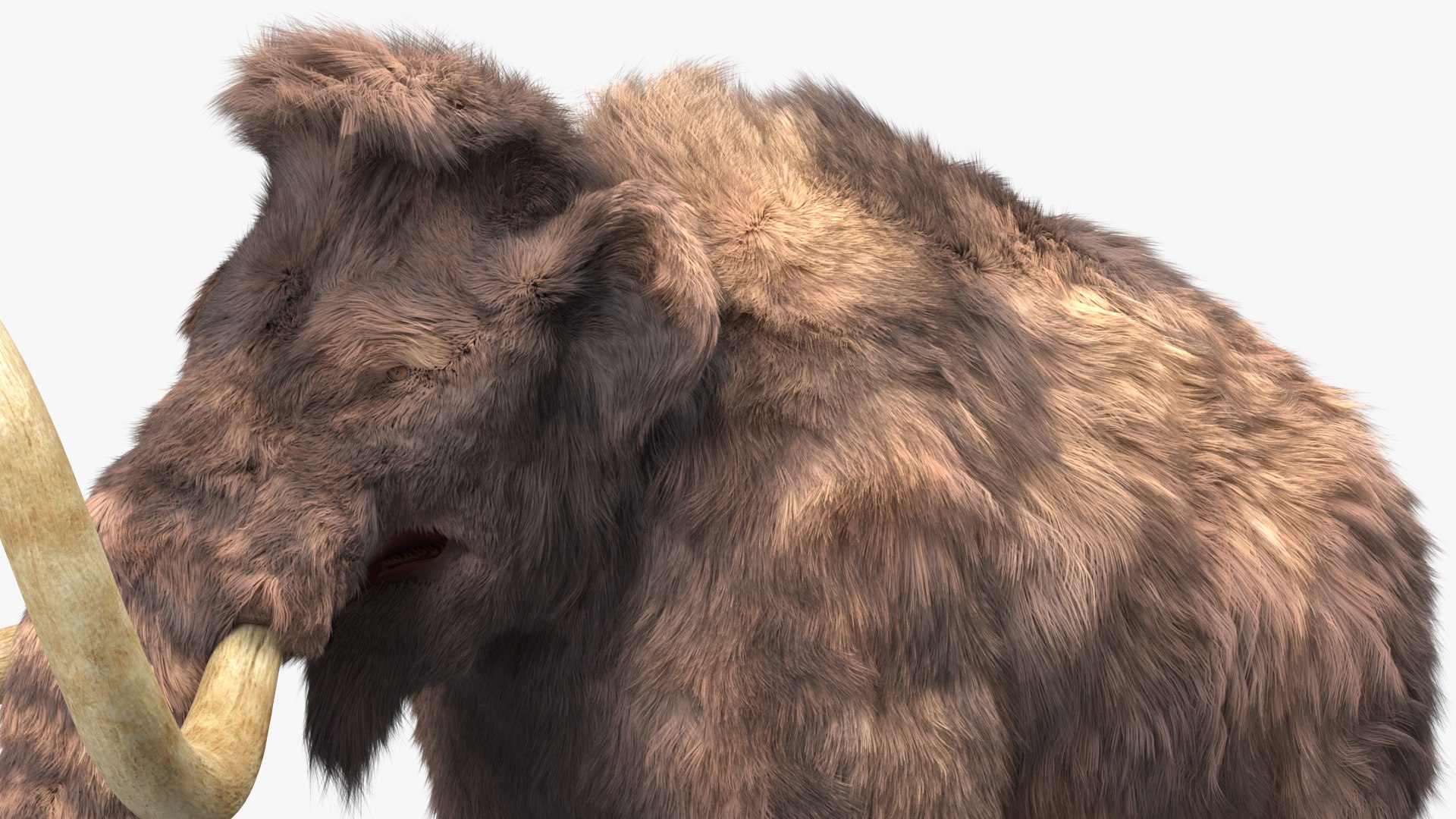 Mammoth Adult Fur Rigged 3D model https://p.turbosquid.com/ts-thumb/Id/xrS4H1/lx/mammothadultfurriggedc4dmodel018/jpg/1635199475/1920x1080/fit_q87/4a91c49ce51ff1646f0ef1f87fbb940f96d2d7cd/mammothadultfurriggedc4dmodel018.jpg