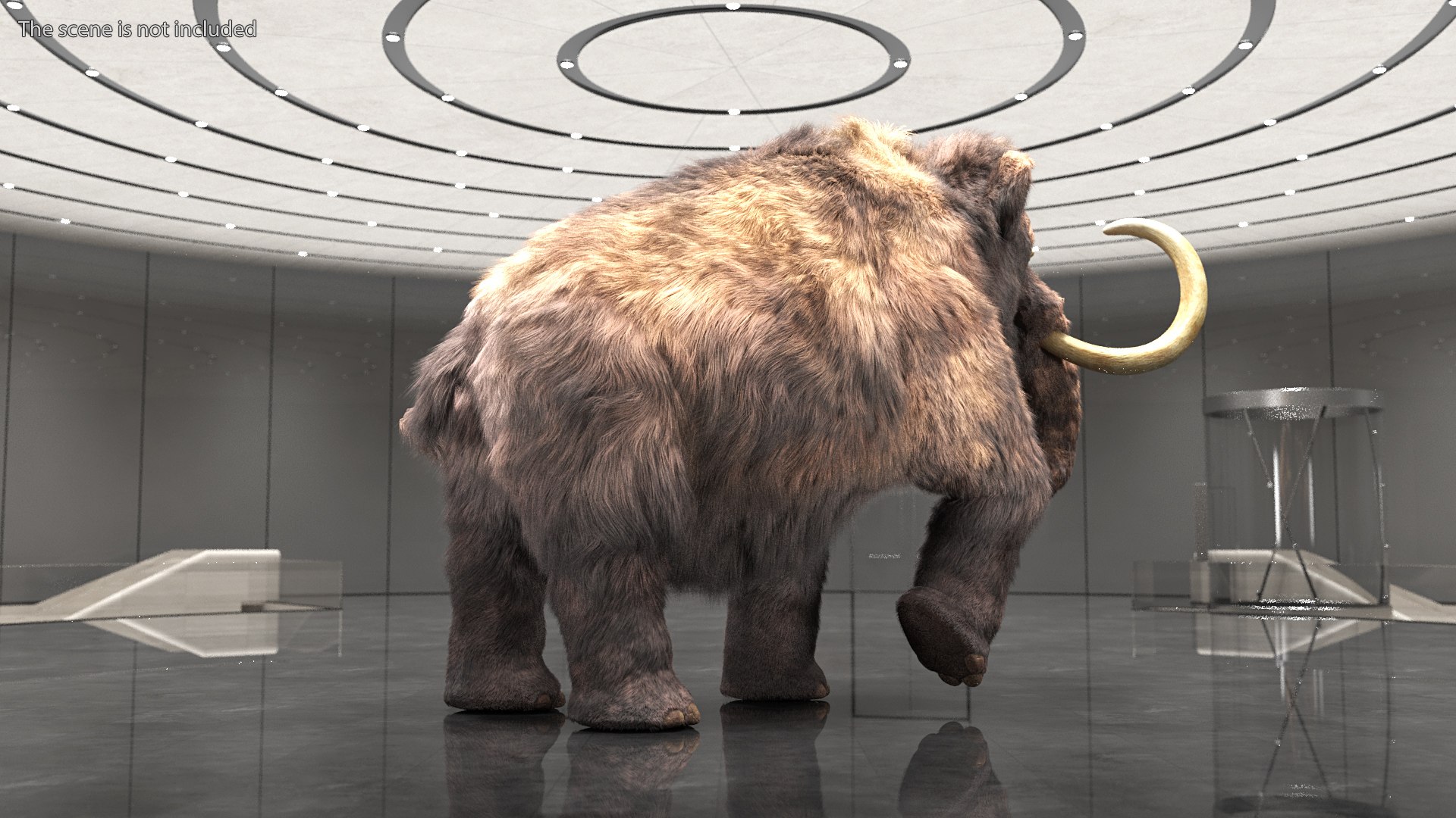 Mammoth Adult Fur Rigged 3D model https://p.turbosquid.com/ts-thumb/Id/xrS4H1/yp/mammothadultfurriggedc4dmodel007/jpg/1635199442/1920x1080/fit_q87/e08354b85971735625126091c3400d41e3e7651a/mammothadultfurriggedc4dmodel007.jpg