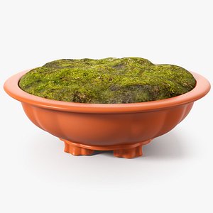 Wide Shallow Flower Pot with Soil
