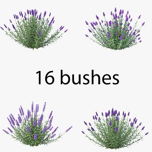 3D lavandula pack 01