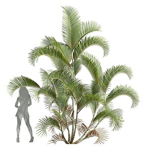 ChrysalidocarpusLutescens standard max 3D