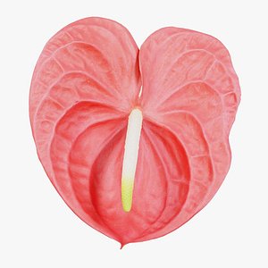 Painters Palette Anthurium Andraeanum Laceleaf Remastered