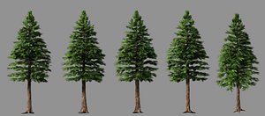 pine tree 3D