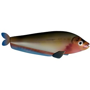 Butterfish pabda 3D model