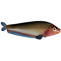 Butterfish pabda