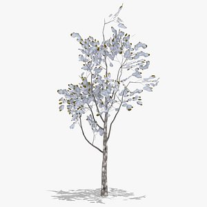 pear winter 3D model