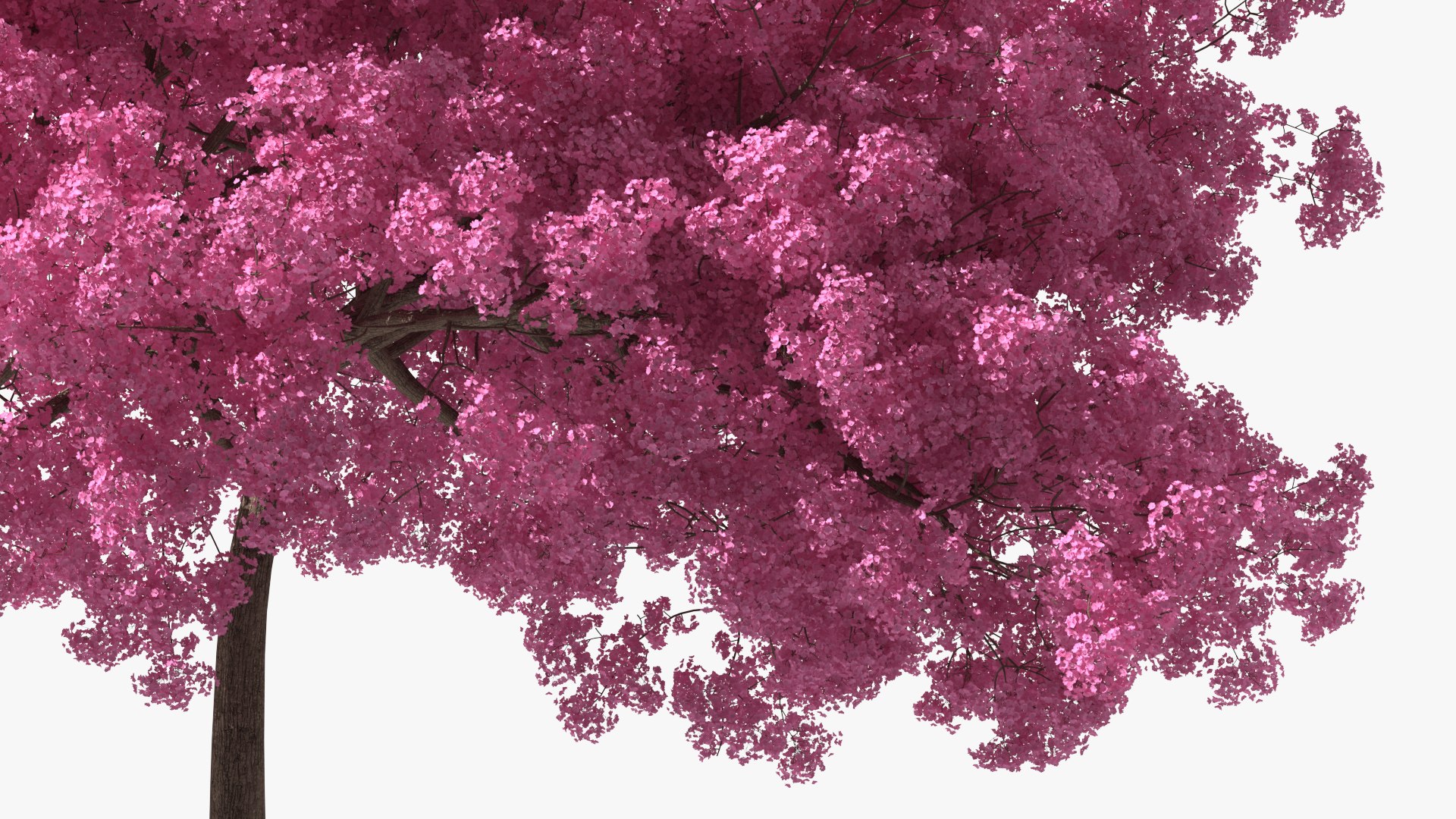 Pink Lapacho Tree 3D model https://p.turbosquid.com/ts-thumb/Ie/KcZ9oy/04/pinklapachotreec4dmodel012/jpg/1620360216/1920x1080/fit_q87/c1d16b6c6fbceb67563afc2f03b3e252fd115655/pinklapachotreec4dmodel012.jpg