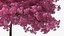 Pink Lapacho Tree