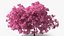 Pink Lapacho Tree
